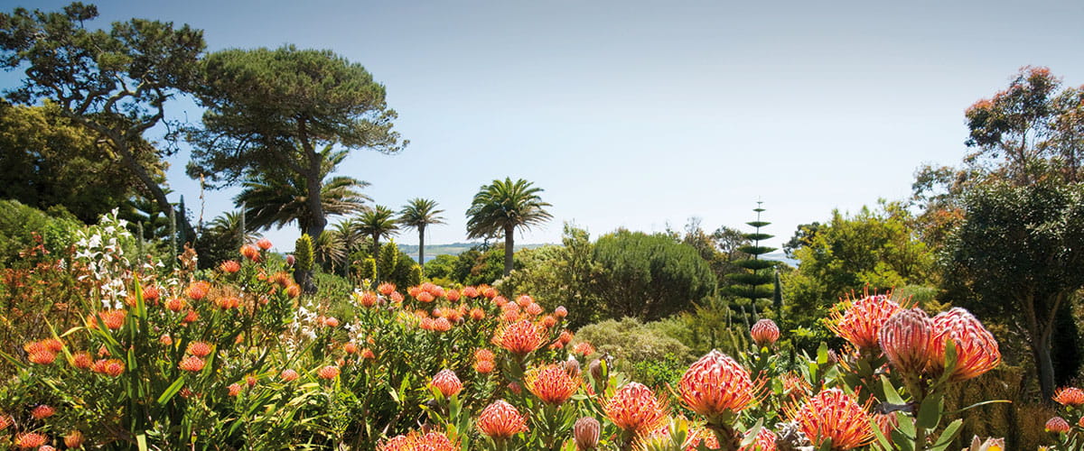 Flowers in Tresco Abbey Gardens, Isles of Scilly